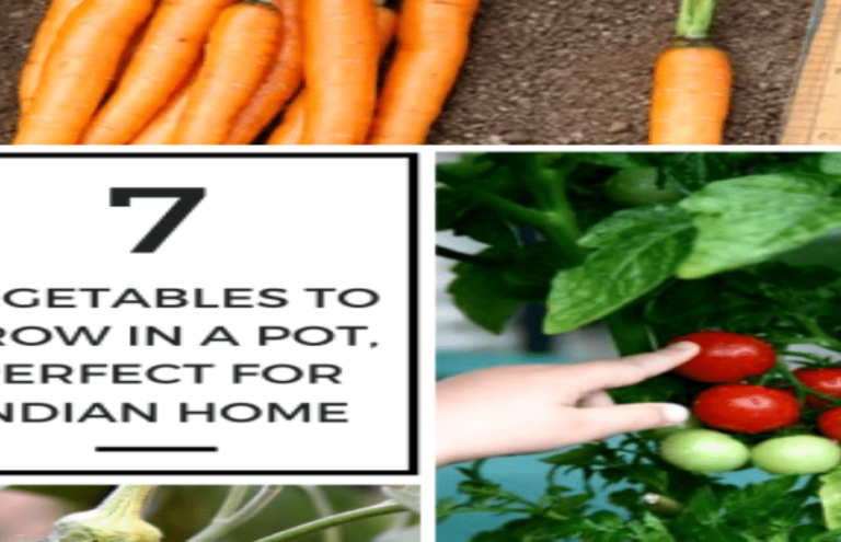 7-Vegetables-to-Grow-in-a-Pot-Which-are-Perfect-for-Every-Indian-Home-768x495