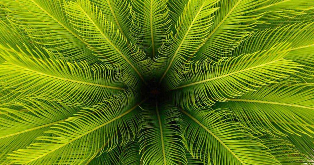 OpenGraph-Palm-Leaves-commercial interior designers in Pune