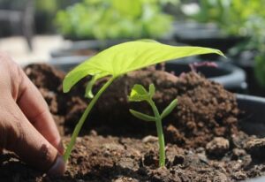 hands sowing the plant